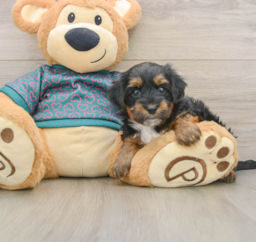 7 week old Yorkie Poo Puppy For Sale - Florida Fur Babies