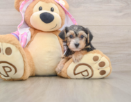6 week old Yorkie Poo Puppy For Sale - Florida Fur Babies