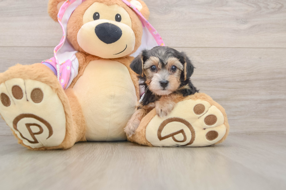 Playful Yo Yo Poo Poodle Mix Puppy