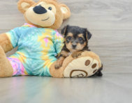 5 week old Yorkie Poo Puppy For Sale - Florida Fur Babies