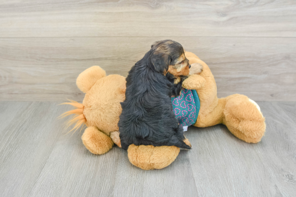 Yorkie Poo Puppy for Adoption