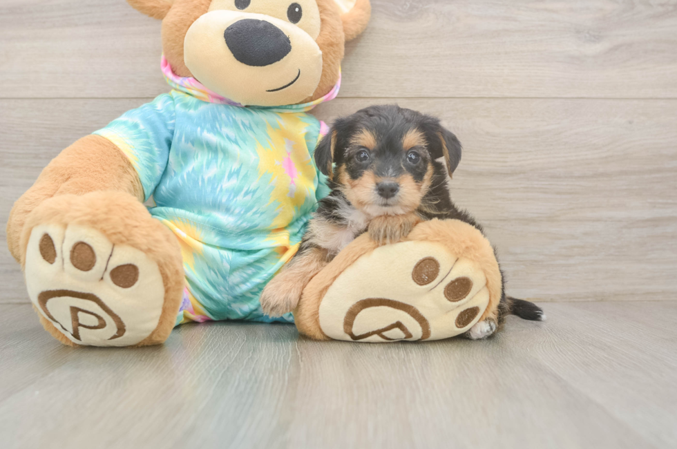 5 week old Yorkie Poo Puppy For Sale - Florida Fur Babies