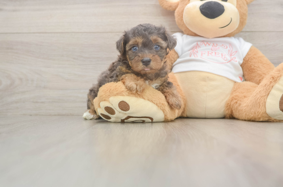 5 week old Yorkie Poo Puppy For Sale - Florida Fur Babies