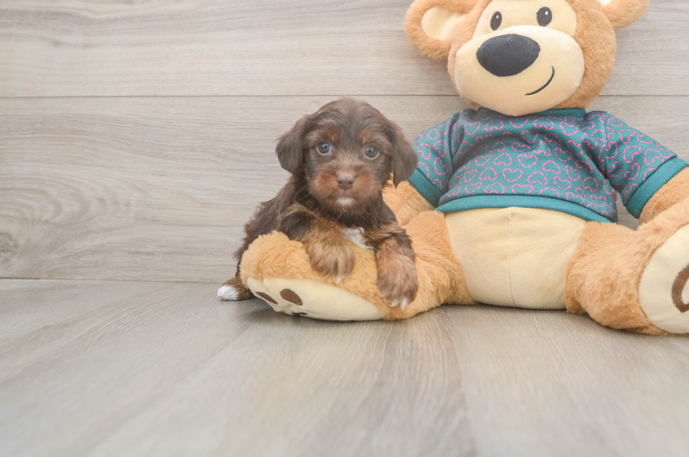 5 week old Yorkie Poo Puppy For Sale - Florida Fur Babies