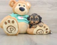 9 week old Yorkie Poo Puppy For Sale - Florida Fur Babies