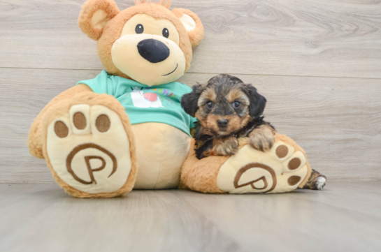 Yorkie Poo Pup Being Cute