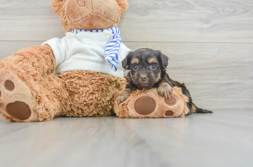 6 week old Yorkie Poo Puppy For Sale - Florida Fur Babies