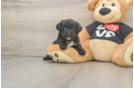 Petite Yorkie Poo Poodle Mix Pup