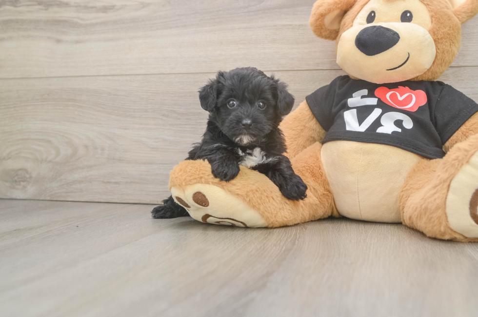 5 week old Yorkie Poo Puppy For Sale - Florida Fur Babies