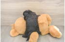 Friendly Yorkie Poo Baby