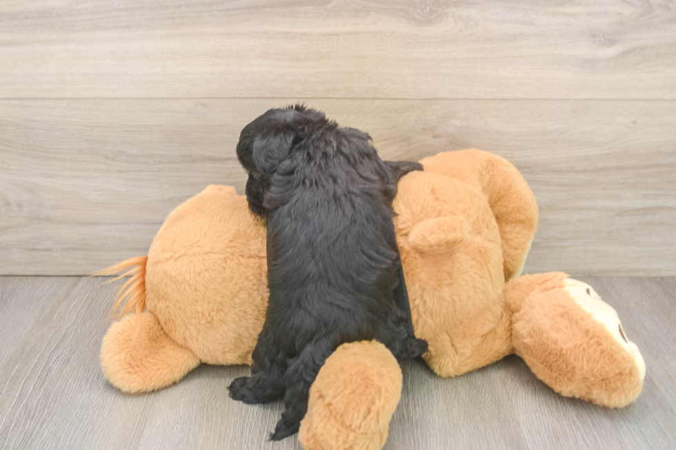 Friendly Yorkie Poo Baby