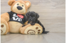 Best Yorkie Poo Baby
