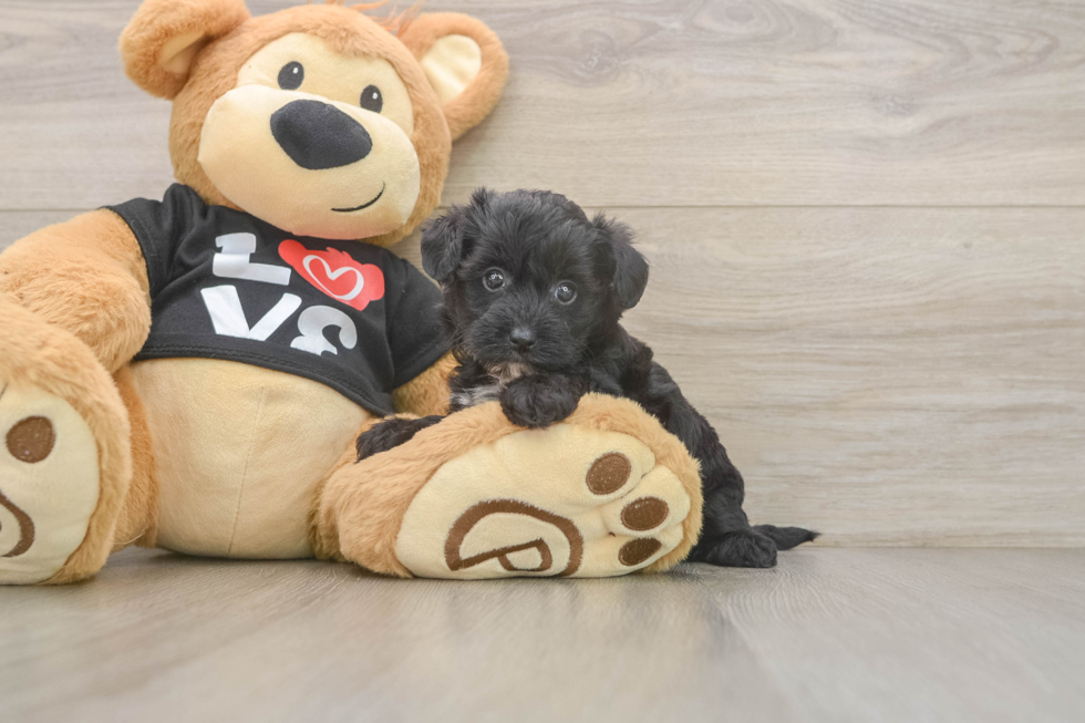 Best Yorkie Poo Baby