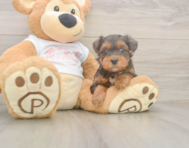 8 week old Yorkie Poo Puppy For Sale - Florida Fur Babies