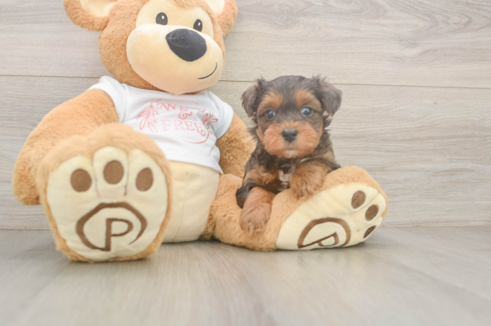 5 week old Yorkie Poo Puppy For Sale - Florida Fur Babies