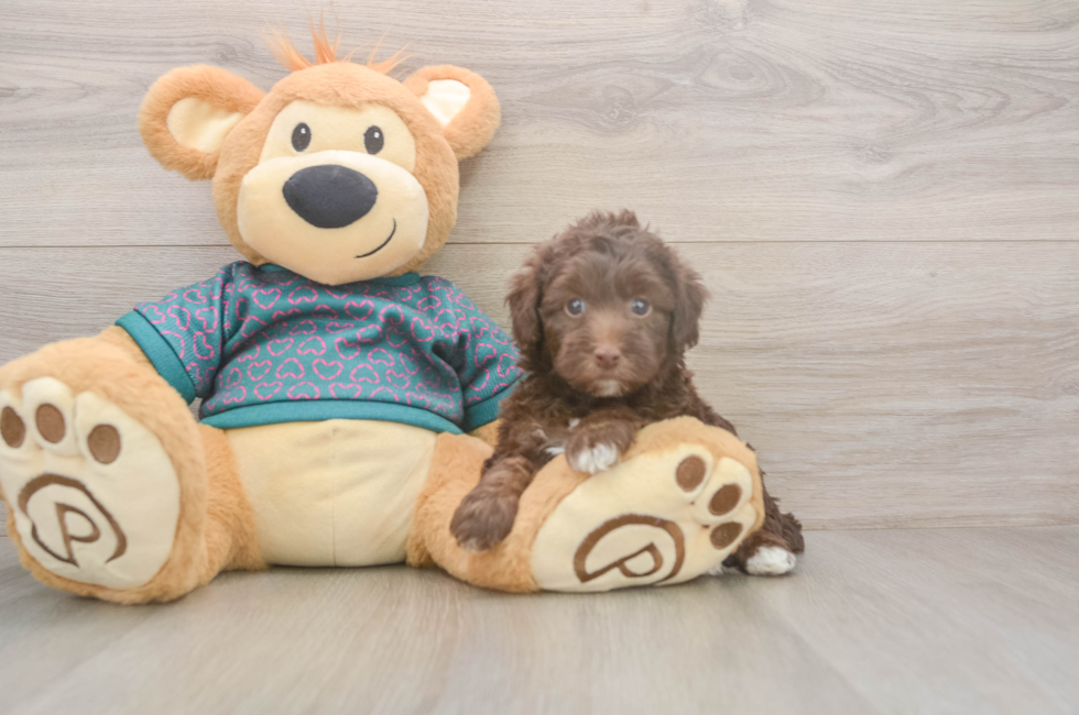 5 week old Yorkie Poo Puppy For Sale - Florida Fur Babies