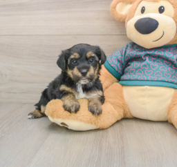 7 week old Yorkie Poo Puppy For Sale - Florida Fur Babies