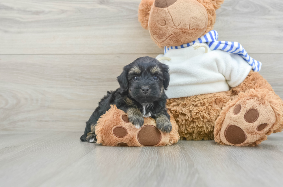 6 week old Yorkie Poo Puppy For Sale - Florida Fur Babies