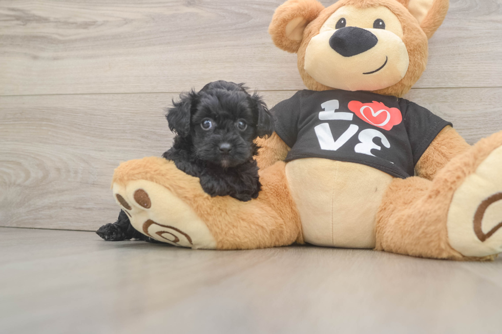 Playful Yo Yo Poo Poodle Mix Puppy