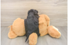 Sweet Yorkie Poo Baby