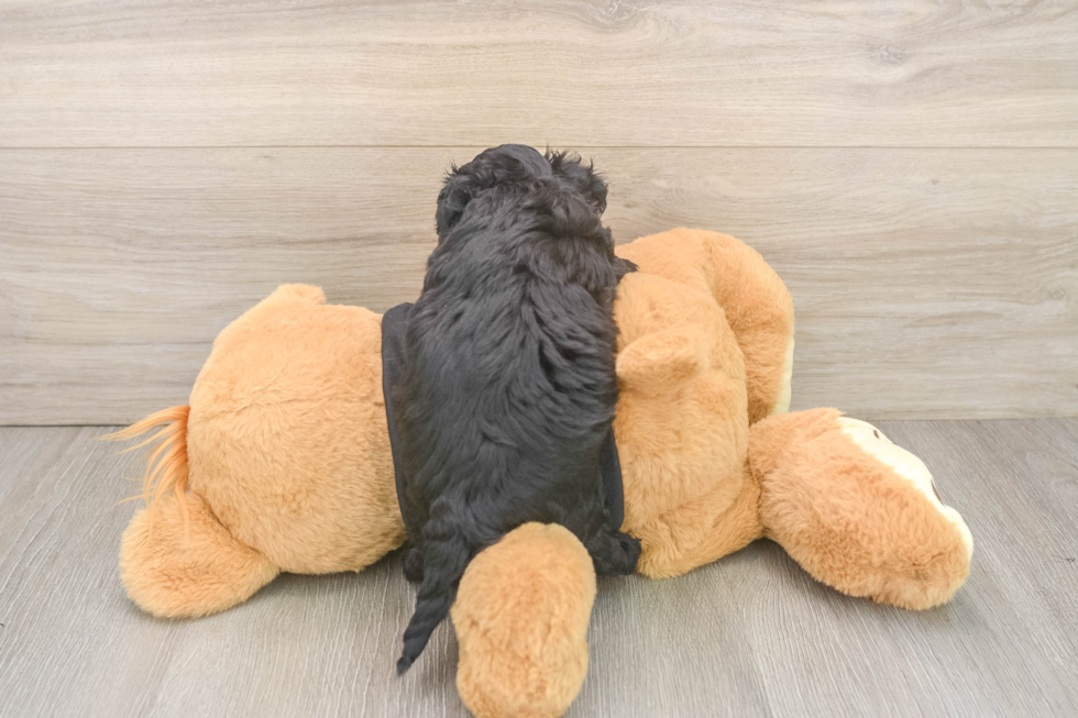 Sweet Yorkie Poo Baby