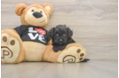 Small Yorkie Poo Baby