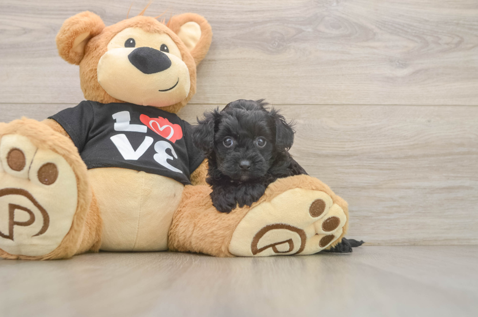 5 week old Yorkie Poo Puppy For Sale - Florida Fur Babies