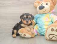 8 week old Yorkie Poo Puppy For Sale - Florida Fur Babies