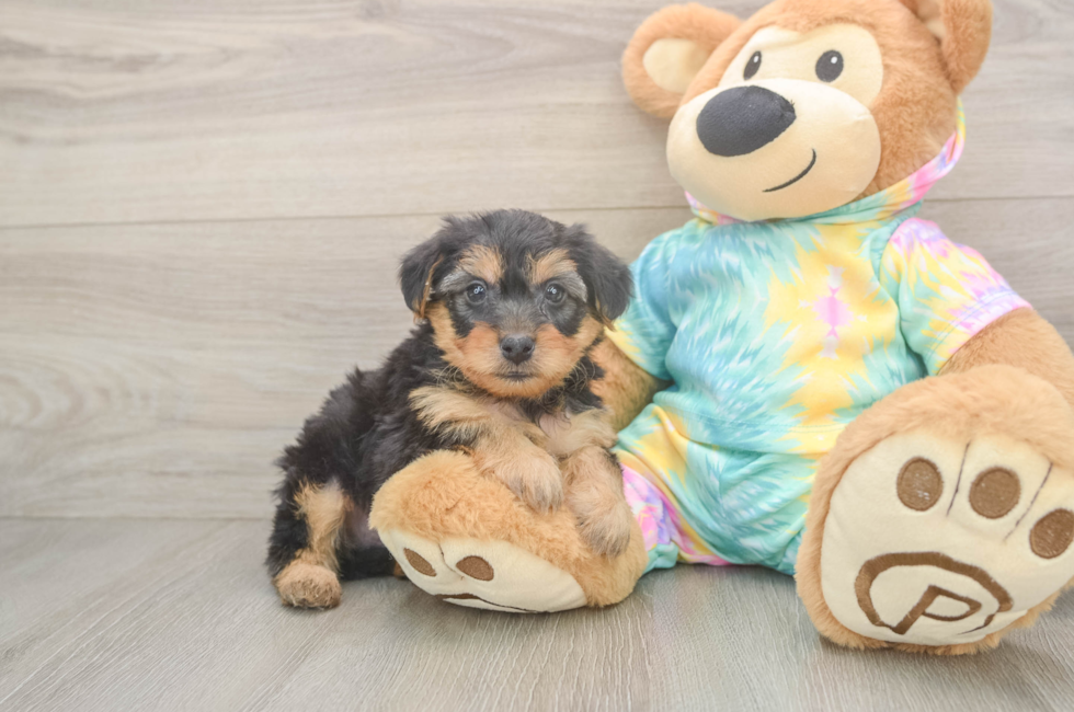 5 week old Yorkie Poo Puppy For Sale - Florida Fur Babies