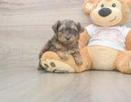 7 week old Yorkie Poo Puppy For Sale - Florida Fur Babies