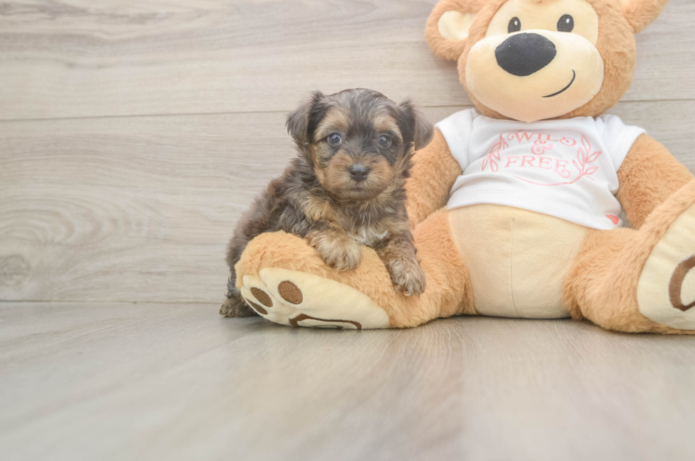 5 week old Yorkie Poo Puppy For Sale - Florida Fur Babies