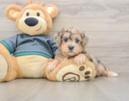 8 week old Yorkie Poo Puppy For Sale - Florida Fur Babies