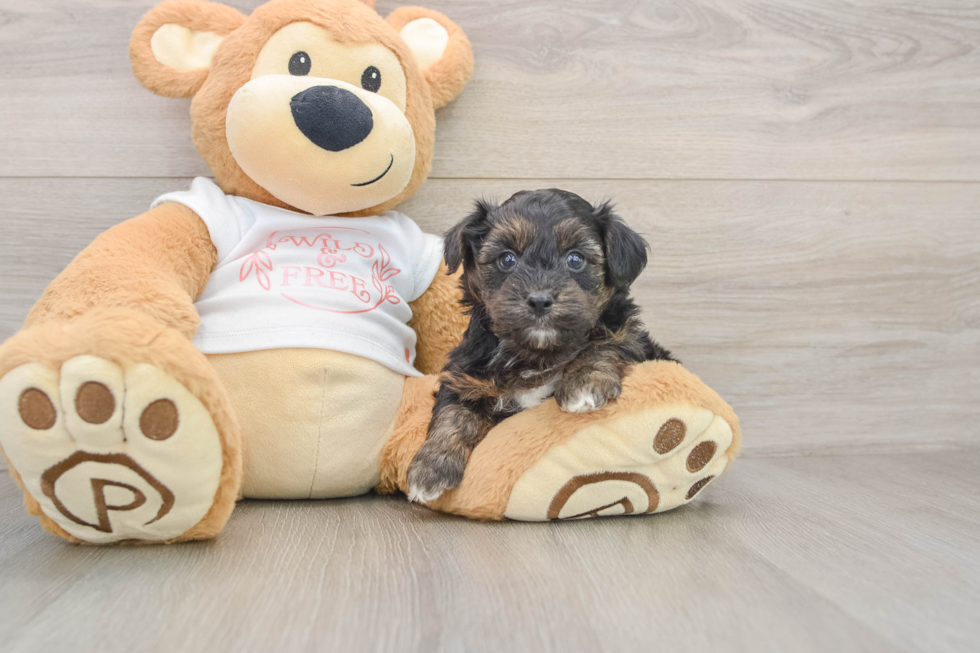 Yorkie Poo Pup Being Cute