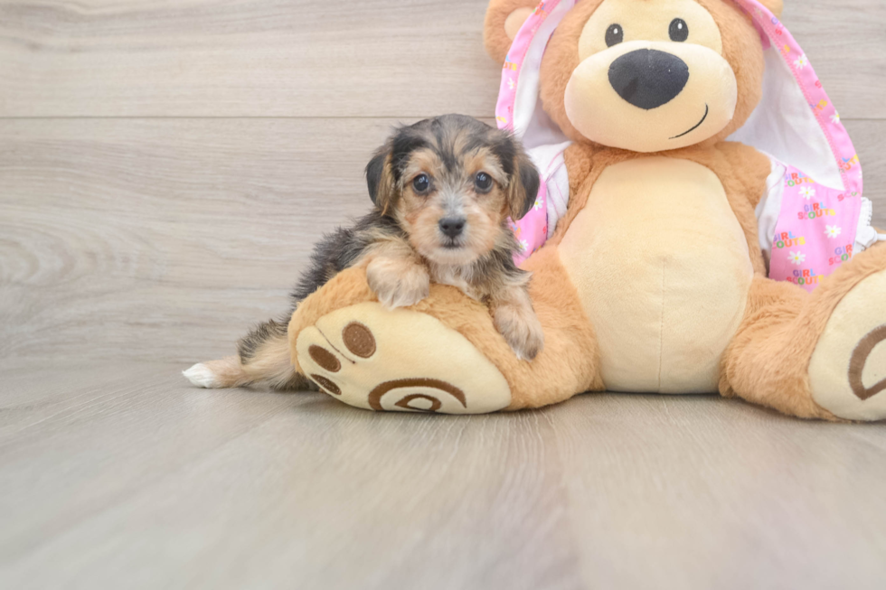 Yorkie Poo Puppy for Adoption