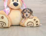 7 week old Yorkie Poo Puppy For Sale - Florida Fur Babies