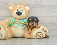 7 week old Yorkie Poo Puppy For Sale - Florida Fur Babies