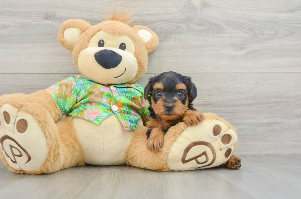 7 week old Yorkie Poo Puppy For Sale - Florida Fur Babies