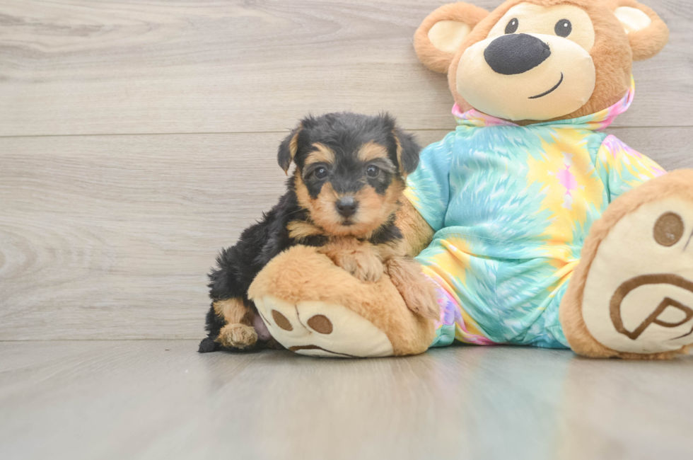 5 week old Yorkie Poo Puppy For Sale - Florida Fur Babies