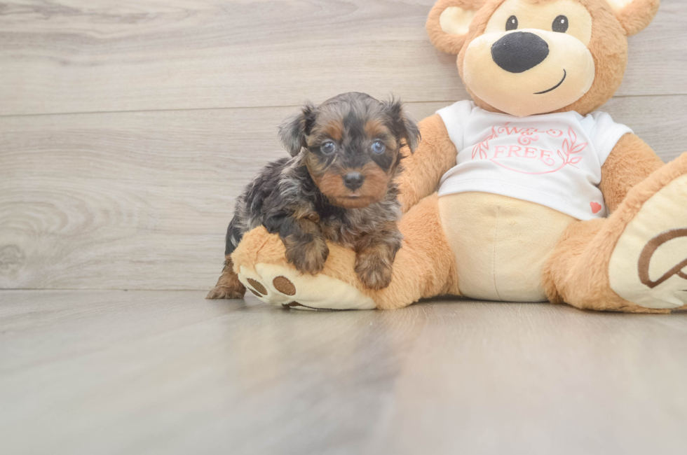 5 week old Yorkie Poo Puppy For Sale - Florida Fur Babies