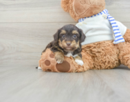 7 week old Yorkie Poo Puppy For Sale - Florida Fur Babies