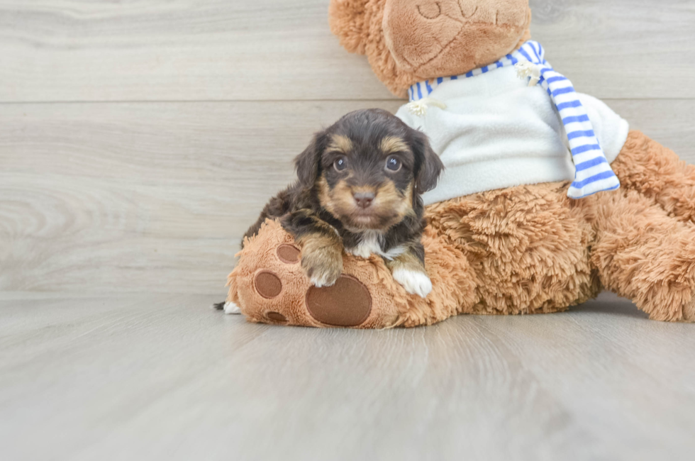 6 week old Yorkie Poo Puppy For Sale - Florida Fur Babies