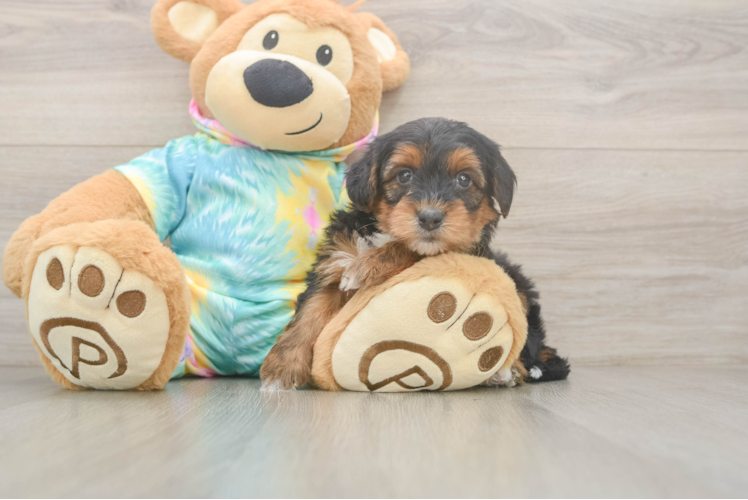 Small Yorkie Poo Baby
