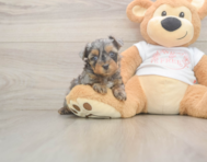 7 week old Yorkie Poo Puppy For Sale - Florida Fur Babies