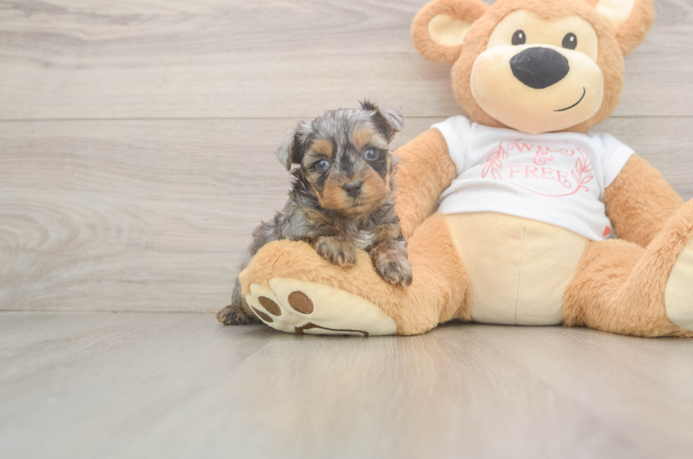 5 week old Yorkie Poo Puppy For Sale - Florida Fur Babies