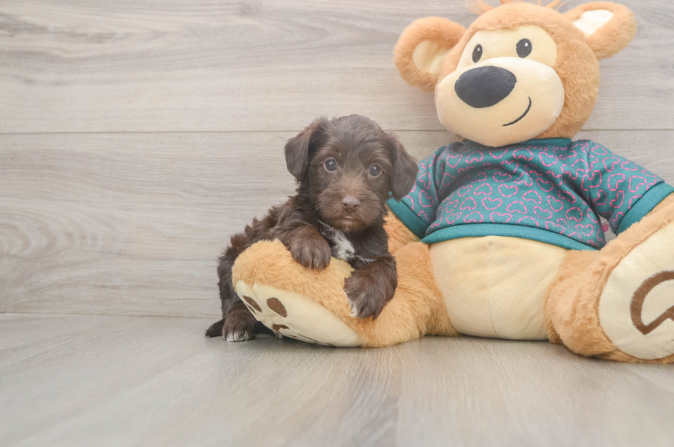 5 week old Yorkie Poo Puppy For Sale - Florida Fur Babies