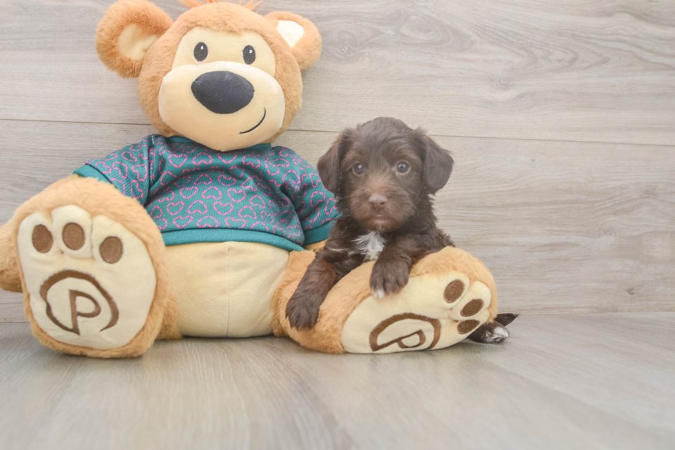 Sweet Yorkie Poo Baby