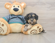 8 week old Yorkie Poo Puppy For Sale - Florida Fur Babies