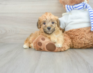14 week old Yorkie Poo Puppy For Sale - Florida Fur Babies
