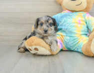 8 week old Yorkie Poo Puppy For Sale - Florida Fur Babies