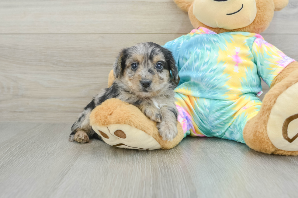 5 week old Yorkie Poo Puppy For Sale - Florida Fur Babies